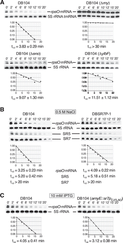 Figure 9. Effect of SR7P, RNase Y, enolase and YlbF on rpsO mRNA stability in B. subtilis.