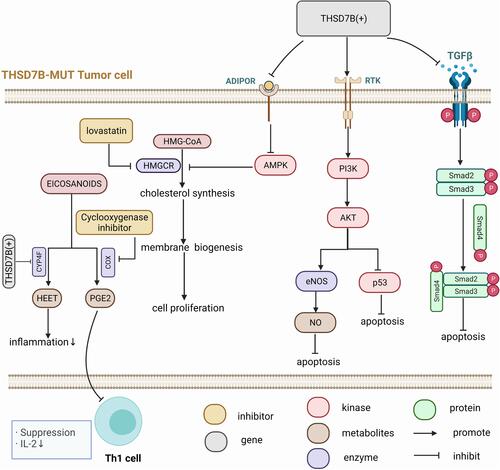 Figure 8 Potential mechanism of THSD7B mutation and platinum resistance.