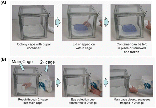 Figure 3. An SOP to prevent accidental release of adult mosquitoes during small cage manipulation. (A) In high density cages, adult mosquitoes often rest on the interior walls of pupal containers. When the containers are removed, these adults fly away. To prevent this, all pupal containers should be covered with a snap-on lid before removing the container. Adults resting on interior walls will be trapped and devitalized by freezing. (B) Removal of cups/containers using secondary cages. Secondary cages will contain a stocking entrance on two opposite sides, allowing researchers to transfer containers from a main cage directly to the secondary cage. Escapees from the main cage will now be trapped in the secondary cage. With fewer adults present in the secondary cage, the egg cup can be more easily removed while preventing releases. The escapees can then be killed by freezing, or aspirated and returned to the main cage.