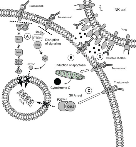 Figure 1 Mechanisms of action of trastuzumab. A) In vitro, trastuzumab is able to disrupt signaling through PI3K/Akt and MAPK signaling pathways; causes a disruption of the binding of Src to HER2, allowing PTEN to inhibit Akt B); induces apoptosis of target cells and C) cell cycle arrest in G0-G1 phase, via modulating the cyclin-dependent kinase (CDK) inhibitor 27 Kip1. D) In vivo, trastuzumab binds the Fcγ receptor on NK cells and triggers the antibody-dependent cell-mediated cytotoxicity (ADCC).