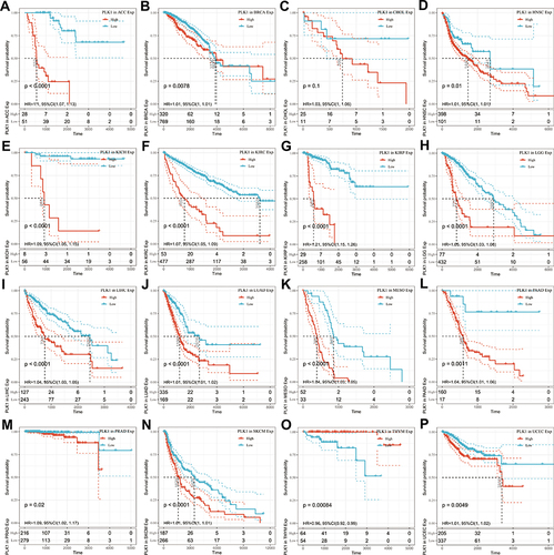 Figure 2 Correlation between PLK1 expression in patients with OS. Survival analyses of PLK1 expression using the Kaplan-Meier OS curves in ACC (A), BRCA (B), CHOL (C), HNSC (D), KICH (E), KIRC (F), KIRP (G), LGG (H), LIHC (I), LUAD (J), MESO (K), PAAD (L), PRAD (M), SKCM (N), THYM (O), and UCEC (P).