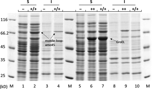 Figure 2. Expression of mobile-loop-amo45 with and without co-expression of groEL-groES, analyzed by SDS-PAGE. Lanes 1–4: Crude extract of JM109 pLEI90.1 (mobile-loop-amo45). Lanes 5–10: Crude extract of JM109 pLEI90.1 pGro7. The −, ++ and +/+ indicate uninduced, with arabinose and rhamnose simultaneously induced (4.5 h), and successively induced (3 h + 4.5 h) cell cultures, respectively. The M, S, and I labeled the molecular weight marker, soluble and insoluble fractions, respectively.