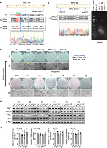 Figure 1. BJ deficient for telomerase fail to be reprogrammed into iPSCs.a. Generation of TERT knock-out BJ fibroblasts by targeting the exon2 of TERT using the CRISPR/Cas9 technology. The sequences of BJ clones with successful TERT knockout are indicated. b. Generation of TERC knock-out BJ fibroblasts. Two sgRNAs flanking TERC were designed to delete TERC. Sequence of BJ clone with successful TERC deletion is indicated. Image of DNA electrophoresis gel showing the successful deletion of TERC is shown. c. Reprogramming of BJ fibroblasts with (WT) or without telomerase genes (TERT−/−&TERC−/−). Representative images of alkaline phosphatase (AP) staining showing iPS colonies are shown. Bright field images showing iPS colonies (yellow arrow) on feeders (top) and iPSCs established on feeder-free culture (bottom). d. Representative images of western blot analyzing NANOG, OCT4, TERT and TRF1 in different iPS clones at indicated passages by western blot. e. Protein level quantification. Bars represent mean values and error bars the standard deviation. One-way ANOVA was used for statistical analysis. n=number of independent clones.