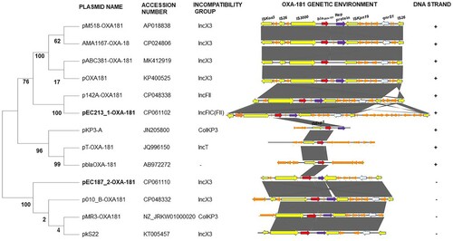 Figure 3. Evolutionary analysis of pEC187_2-OXA-181, pEC213_1-OXA-181, and 11 OXA-181-containing plasmids (having highest homology to these two plasmids) performed by the maximum likelihood method. A phylogenetic tree was constructed using 1,000 bootstrap replicates, and bootstrap values are shown next to the branches. The plasmid names and their accession numbers are provided along with the plasmid incompatibility group. A schematic diagram of the blaOXA-181 genetic environment (blaOXA-181 surrounding region ranging from 7 to 23.5 kbp) is also shown. Similar features are represented by the same colour. Replicon, mobile elements, antibiotics resistance genes, blaOXA-181, and other genes are represented by violet, yellow, white, red, and orange colours, respectively. The grey colour represents the region of similarity between the plasmids. DNA strand direction is shown at the extreme right. Positive and reverse strands are labelled with the symbols “+” and “−”, respectively.