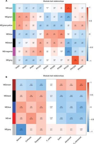 Figure 5 Relationships of consensus-module eigengenes and different time points/stages.Notes: Relationships of consensus-module eigengenes and ten time points in (A) LR and (B) HCC. Each row in the table corresponds to a consensus module, and each column to a time point/stage. The module name is shown at the left of each cell. Numbers in the table report the correlations of the corresponding module eigengenes and time points/stage, with P-values in parentheses below the correlations. The table is color-coded by correlation according to the color legend. Intensity and direction of correlations are indicated at the right of the heat map (red, positive; green, negative).Abbreviations: HCC, hepatocellular carcinoma; LR, liver regeneration; ME, module eigengene; PH, partial hepatectomy.