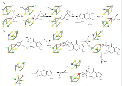 Figure 9. Proposed catalytic reaction mechanism of holo-TYW1. Radical-SAM cluster I and cluster II are sketched as cubes, non-cysteinyl irons are shown in blue (cluster I) and red (cluster II), (A): SAM and pyruvate binding to cluster I and II respectively (reaction 1). Reduction of cluster I (reaction 2). Reductive cleavage of SAM in presence of m1G37-tRNA.