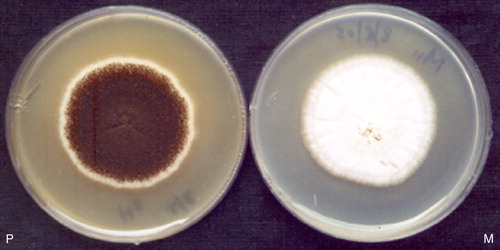 Figure 5.  P, A. niger CFR 335 (parent); M, A. niger CFR 335 ala− (auxotrophic mutant).