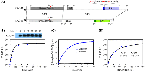 Fig. 1. Biochemical characteristics of SAD-B KD-UBA.