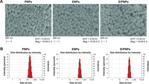 Figure 1 Morphology and size analysis of CSA-loaded PNPs, ENPs, and E/PNPs: (A) SEM images; (B) size histograms.Abbreviations: CSA, cyclosporine A; PNPs, poly(lactic-co-glycolic acid) (PLGA) nanoparticles; ENPs, Eudragit FS30D nanoparticles; E/PNPs, Eudragit FS30D/PLGA nanoparticles; SEM, scanning electron microscopy.