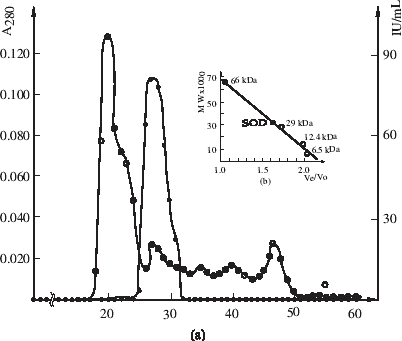 Figure 1. Gel filtration of chicken heart CuZnSOD fractions on Sephadex G-75 at pH 6.0: (a) Protein absorption (-○-) and CuZnSOD activity (-•-) variations; (b) Calibration curve of Sephadex G-75 column with using molecular weight markers.
