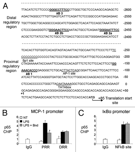 Figure 3 Sequence of the enhancer and promoter region of the murine monocyte chemoattractant protein-1 (mMCP-1) gene. (A) The 3 KB long sequence of the murine MCP-1 putative promoter is presented. Two key regions have been identified within this sequence: the distal regulatory region (−2,650/−2,450) and the proximal regulatory region (−2,48/0). The NFκB binding sites are highlighted in both enhancer (κB2a: −2,460/−2,450; κB2b: −2,486/−2,476; κB3: −2,635/−2,625) and promoter (κB1: −152/−142) regulatory regions. The specific transcriptor factor (Sp1) binding site (−252/−242), the activated protein-1 (AP-1) binding site (−130/−121) and the TATAbox (−32/−24) are underlined in promoter region. The translational starting site (ATG) is located in position +85 with respect to the transcription starting site (+1). (B) Recruitment of p65/Rel-A to the different regulatory region of MCP-1 promoter was assessed in LPS-stimulated Raw 264.7 cells. After 90 min of LPS stimulation (1 µg/ml), ChIP assay using p65 (SC-372) antibody was performed in presence/absence of bindarit (300 µM 1 h pre-treatment) as described in Materials and Methods. Real-time PCR was then performed on immunoprecipitated DNA using primers amplifying the proximal regulatory region (PRR) and the distal regulatory region (DRR) of the murine MCP-1 promoter. (C) Recruitment of p65/Rel-A to the two NFκB sites of IκBα promoter was assessed in LPS-stimulated Raw 264.7 cells. After 20 min of LPS stimulation (1 µg/ml), ChIP assay using p65 (SC-372) antibody was performed in presence/absence of bindarit (300 µM 1 h pre-treatment) as described in Materials and Methods. Real-time PCR was then performed on immunoprecipitated DNA using primers amplifying the NFκB-containing region of the IκBα promoter. A p-value of less than 0.05 was considered statistically significant (*p < 0.01). Data are representative of three indipendent experiments.