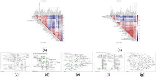 Figure 6. (a) and (b) Correlation analysis can help measure how closely the significantly different metabolites are related to each other and provide further insight into metabolite interrelationships during changes in biological state. (c)–(g) Small circles indicate compounds. Metabolites identified in red are up-regulated compounds detected in this experiment and blue are down regulated compounds. Arrows indicate direction of reaction. Small boxes indicate enzymes; Small green boxes indicate enzymes unique to the species; large oblique squares indicate other metabolic pathways.