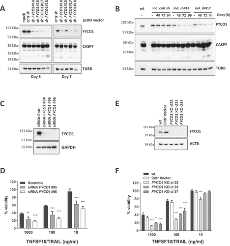 Figure 2. FYCO1 KD sensitizes cells to basal and DR-induced apoptosis. (A) HeLa cells were transduced with 4 different shRNAs for FYCO1 (#14; #15; #17 and #18) and control. Lysates were prepared after 3 or 7 days and WB analyses for the indicated proteins were performed. (B) FYCO1 expression in HeLa cells was knocked down with 2 different inducible shRNAs (ind. sh#14 and #17) by the addition of doxycycline (250 ng/ml) for the timeframes shown. Afterwards, WB analyses for the proteins indicated were performed. (C) WB to validate FYCO1 KD by 3 different siRNA oligos (40 nM, 72 h). (D) Cell viability assay (Cell titer Glo) of HeLa cells knocked down for FYCO1 by siRNA (40 nM, standard error of the average viability (n = 3). Statistical analysis was performed by two-way ANOVA with Dunnett test vs scramble control. (E) WB to validate FYCO1 knockout by CRISPR-Cas9 mediated gene editing. (F) Cell viability assay (Cell titer Glo) of control and FYCO1 knockout HeLa cells as in (E), subjected to titration of TNFSF10/TRAIL treatment for 24 h. Reported is the mean ± standard error of the average viability (n = 3). Statistical analysis was performed by two-way ANOVA with Dunnett test vs WT cells.