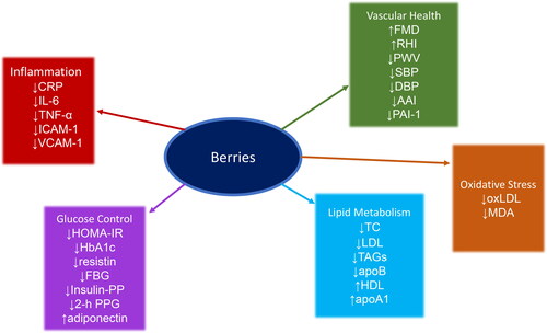 Figure 1. The effects of berries on biomarkers of cardiovascular health and aging. See the glossary (Table 2, for abbreviations and acronyms).