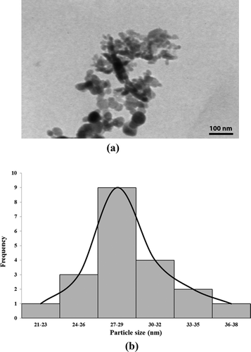 Figure 4. A: Transmission electron microscopy (TEM) image and B: particle size distribution of synthesized GNPs.