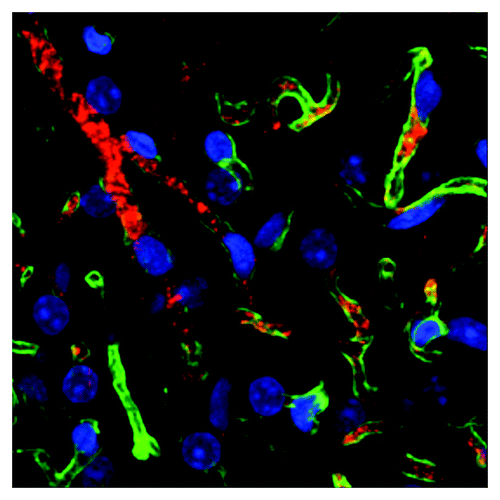 Figure 1. Fluorescence on sectioned mouse tissue showing blood vessels (green) labeled with peptide PEP3 (red) targeting brown adipose tissue. Nuclei (blue) reveal brown adipocytes.