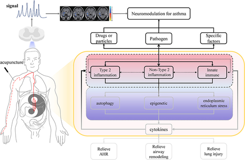 Figure 1 The mechanisms of acupuncture therapy in treating asthma.