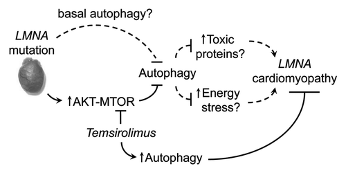 Figure 1. Proposed pathogenesis model of LMNA cardiomyopathy. LMNA mutation activates AKT-MTOR and impairs autophagy. This impairment results in energy stress and/or accumulation of toxic proteins that ultimately leads to cell damage and cardiomyopathy. Temsirolimus inhibits MTOR and mitigates pathogenic effects of impaired autophagy. Dashed lines indicate hypothetical connections that require further studies to validate.