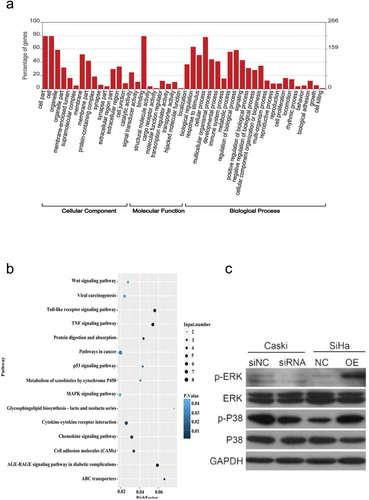 Figure 6. GO and KEGG analysis of differentially expressed mRNA function and pathways in hsa_circ_0003204 overpression cell. (a) GO enrichment of differentially expressed mRNA. (b) KEGG pathway enrichment analysis of differentially expressed mRNA. (c) Western blot analysis verified MAPK pathway regulated by hsa_circ_0003204