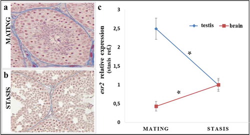 Figure 2. Histological variation in the stages of spermatogenesis (left) and expression of the esr2 gene by qRT-PCR both in the testis and in the brain (right) in Podarcis sicula: (a) mating period: in testis tubules all spermatogenetic stages, including many sperm, are present; (b) winter stasis period: all spermatogenetic stages are present but quiescient, with only a few sperm; (c) qRT-PCR expression analysis of esr2 gene of Podarcis sicula in testis and brain samples, in the mating period (May) and winter stasis period (November) at the reference site. The relative expression of esr2 is indicated as -fold change of the mean expression relative to the winter stasis period for testis and brain samples ± SEM (*p < 0.05). Reference gene, 12S rRNA gene.