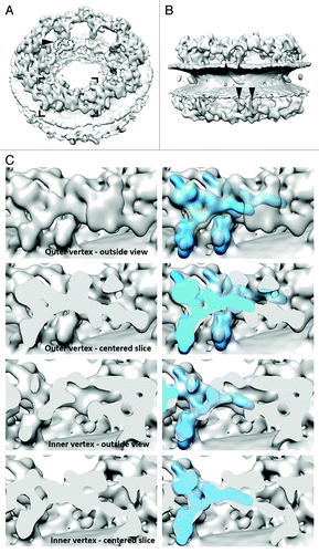 Figure 1. Tomographic map of the human NPC. (A) Isosurface-rendered view of the human NPC as seen from the cytoplasm. The arrowhead indicates the membrane-touching point of the rod-shaped density connecting the cytoplasmic and spoke ring. Dotted and dashed lines mark density that could resemble the rough shape of Nups 155 and 205 as determined in isolation,Citation8 although an unambiguous assignment is not yet possible. (B) Same as (A) but seen from the luminal space. Arrowheads indicate the four membrane-touching points per asymmetric unit attributed to the four vertices. The positions of the two membrane-touching points of the two inner vertices rotationally register; the two corresponding points of the outer vertices do not. (C) Isosurface-rendered view of four consecutive slices through the cytoplasmic ring highlighting the similarity of the inner and outer vertex position with the structure of the isolated human Nup107 subcomplex (shown superimposed according to their optimized fit in bright blue in the right panels). The corresponding region is framed in (A). The two bottom panels have slightly different rotational states around the nucleocytoplasmic axis. The panel labeled “Inner vertex-outside view” also slices through the outer vertex of the adjacent asymmetric unit in the right third of the image.