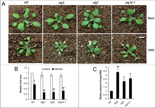 Figure 2. Defective autophagy caused higher susceptibility of Arabidopsis plants to V. dahliae (V592) infection. (A) The disease symptom was more serious in autophagy mutants atg5, atg7 and atg10-1 compared with WT. Bar: 1 cm. (B) Comparison of healthy leaf areas for the WT and atg10-1 mutant Arabidopsis plants. “*” and “**” indicate statistically significant (P ≤ 0.05 or P ≤ 0.01 vs mock). (C) Comparison of the V. dahliae DNA levels in V. dahliae-infected WT and autophagy mutants atg5, atg7 and atg10-1. WT, wild type. “*” and “**” indicate statistically significant (P ≤ 0.05 or P ≤ 0.01 vs WT), measured by the Student t test.