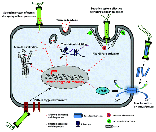 Figure 1. Effector triggered immunity (ETI). ETI can be triggered by toxins that are either directly injected into the host by bacterial secretion systems or internalized from the extracellular environment by endocytosis. Effectors are directly capable of triggering an immune response through transcriptional regulation. Effectors can also disrupt cellular processes such as protein translation and cytoskeletal remodeling, which will trigger an immune response. Some bacterial effectors activate Rho-GTPases, which facilitate bacterial entry and can also trigger ETI. Pore-forming toxins form membrane channels, and the resulting influx/efflux of ions also triggers a protective response.