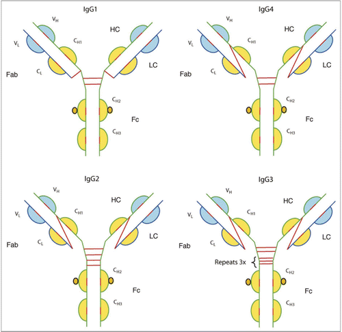Figure 1 Schematic of the human IgG isotypes and their disulfide linkages.