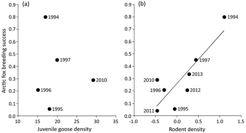 Figure 2. Relationship between Arctic fox reproductive success (proportion of dens that produced a litter) and density of (a) juvenile Canada geese (km‒2) and (b) rodents (log-transformed ha–1) the same year near Cape Churchill, Manitoba. Reproductive success was unrelated to juvenile goose density, but was positively related to rodent density (R2 = 0.718). Arctic fox breeding success reflects the proportion of dens that produced pups. Fox and rodent data for 1994‒97 were from Roth (Citation2002, Citation2003).