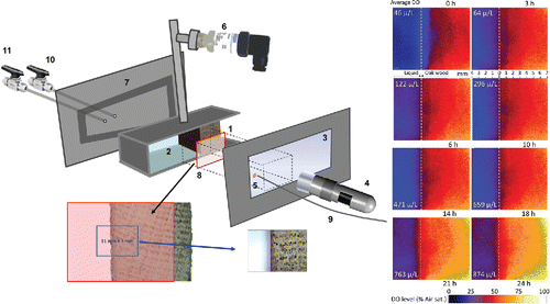 Figure 4. Schematic of equipment to measure the oxygen transmission rate across wood from the exterior to the interior of the stave under conditions similar to those operating in a barrel, considering the wood water saturation. (1) piece of barrel oak stave, 27 mm thick; (2) liquid chamber; (3) glass; (4) USB microscope; (5) spot Pst6; (6) pressure transmitter; (7) stainless steel side; (8) planar optode; (9) optical fiber and (10, 11) gas valves. (Nevares et al., Citation2014).