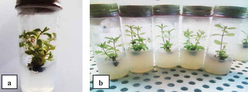 Figure 3. A: proliferation of hybrid, wonderful, and seedless pomegranate cultivars in a culture medium containing 1.4 mg L−1 BAP B: Proliferation treatments of hybrid, wonderful, and seedless pomegranate plants in the growth chamber