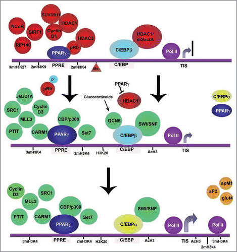 Figure 2 Epigenetic events during adipocyte differentiation. The schematics show the main epigenetic events that take place during adipogenesis represented on a hypothetical promoter incorporating characteristics from different adipogenic genes. In preadipocytes, C/EBPβ is already bound to the promoters of its target genes including pparg and cebpaCitation75,Citation76,Citation80,Citation82 but remains inactive by its interaction with HDAC1/mSin3A.Citation83,Citation84 Similarly, PPARγ is bound to its target promoters in association with a number of repressors including HDACs and histone methyltransferases.Citation57,Citation58,Citation75,Citation76,Citation80–Citation82,Citation97,Citation99 At this stage, most adipogenic genes are characterized by bivalent histone marks, such as methylation of H3K27, H3K9 and H3K4.Citation35–Citation38,Citation50 Methylation of DNA is also foundCitation120 as well as recruitment of a still inactive RNA Pol II.Citation50 Upon induction of differentiation, pRB phosporylation results in its inactivation and HDAC1 is dislodged from PPARγ which is now free to bind CBP/p300 and a number of other coactivators.Citation81,Citation94,Citation95,Citation100 In the early phases of differentiation, increased amounts of PPARγ displace HDAC1 from C/EBPβ allowing the factor to recruit the SWI/SNF remodeling complex and stimulate transcription of cebpa.Citation83 Glucocorticoids have the same effect by stimulating C/EBPβ acetylation by GCN5.Citation84,Citation113 High levels of PPARγ and C/EBPα direct terminal differentiation. Citation75,Citation76 Decrease of H3K27/H3K9 methylation is observed in adipogenic promoters, accompanied by increased histone acetylation and H3K4/H3K20 methylation.Citation38,Citation50,Citation108 Another characteristic feature during terminal differentiation of adipocytes is the spread of di and tri-methylation of H3K4, acetylation of H3 and the Pol II to the coding region of the adipogenic genes, coinciding with high levels of transcription of those genes.Citation38,Citation50