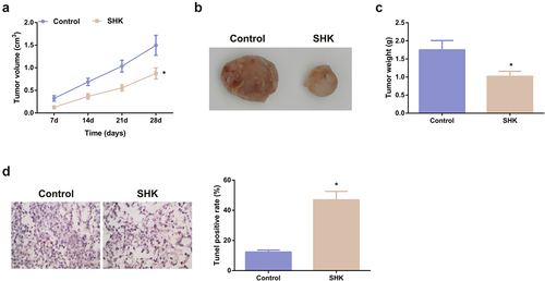 Figure 6. SHK represses tumor advancement. (A, B) The volume and tumor map of xenogeneic tumors. (C) The weight of the xenogeneic tumor. (D) Examination of tumor tissue apoptosis was with TUNEL staining. N = 6; *P < 0.05 versus the control. The data in the figures were all measurement data in the form of mean ± SD.