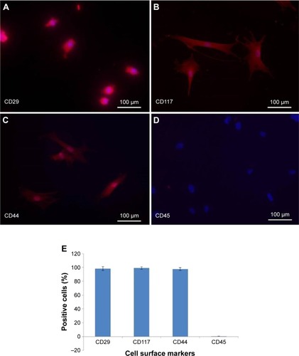 Figure 1 Immunostaining of bone marrow-derived mesenchymal stem cells (BM-MSCs) on the basis of surface marker expression.