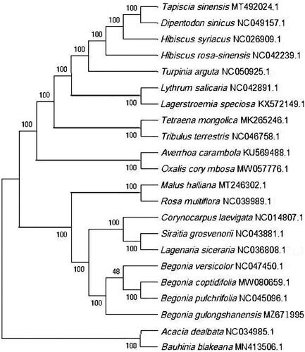 Figure 1. The phylogenetic tree based on the complete chloroplast genome of B. gulongshanensis and 21 other published species. The bootstrap support values are displayed next to the nodes.