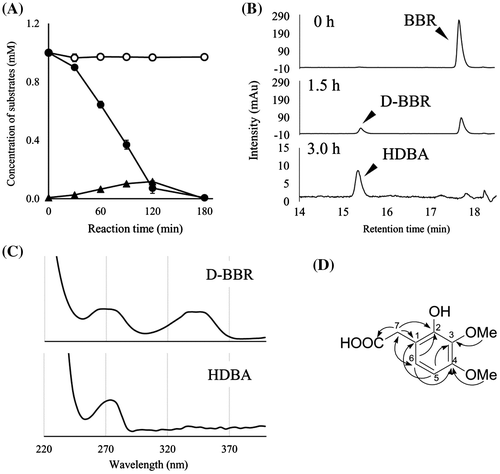 Fig. 3 The degradation of BBR by resting cells of BD7100 and the resulting metabolites.