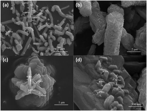 Figure 3. FE-SEM images of CuS nanostructures synthesised at 150°C for a reaction time of 16 h at different magnifications.