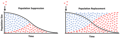 Figure 2. Population suppression versus population replacement. In both cases the modified insects are released at a low initial frequency and spread in the population over generations. The modification can be designed to interfere with the mosquito reproduction or viability, aiming to the eliminate or suppress the population to levels that do not support disease transmission (left panel). Alternatively, the modification can be engineered to replace the vector population with insects unable to effectively transmit disease (right panel).
