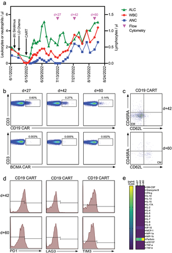 Figure 1. CAR-T cell expansion and persistence in a patient with in a kidney transplant recipient with PTLD (a) Time course of reconstitution of white blood cell, neutrophil, and lymphocyte counts after lymphodepleting chemotherapy and CAR-T cell infusion. Timepoints where flow cytometry for the detection of CAR-T cells was performed are indicated by pink triangles. (b) Analysis of CAR-T cell numbers in the peripheral blood of our patient on d +27, +42, and +60 post CAR-T cell treatment. CAR-T cells were identified by staining of the expression of the CAR on the cell surface and co-staining with anti-CD3 and other T cell markers (Supplementary Table 1). (c) CAR-T cell memory subtypes were determined on d +42 and +60 post CAR-T treatment by co-staining for CD45RA and CD62L. Central memory (CM) and effector memory (EM) CAR-T cells are shown in the right lower and left lower quadrants, respectively. (d) Expression of exhaustion markers PD1, LAG3, and TIM3 on CAR-T cells was determined by flow cytometry on d +42 and +60 post CAR-T treatment. (e) Serum concentrations of 22 different T cell-related cytokines/chemokines were determined in our patient on d +27, +42 and +60 post CAR-T treatment using CodePlex secretome technology.