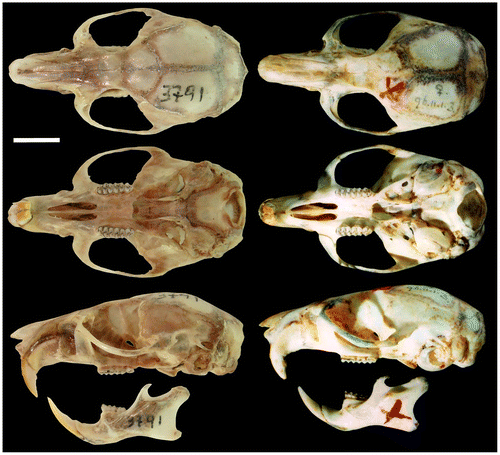 Figure 4. Dorsal, ventral, and lateral views of the skull of the holotype R. albujai DMMECN 3719, adult female; and right holotype R. fulviventer BM 96.11.1.3 adult female (B). Scale bar = 4 mm.