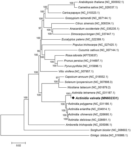 Figure 1. The Neighbor-Joining phylogenetic tree of 26 plant cp genomes based on 78 conserved genes. Bootstrap values are listed for each node. Accession numbers for tree reconstruction are listed right to their scientific names.