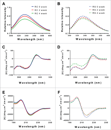 Figure 5. Biophysical characterization of humidity stressed samples of Remicade® (A, C, E, solid) and Remsima™ (B, D, F, dashed) incubated at 97% RH/40°C for 0 (blue), 2 (red) and 4 (green) weeks. Intrinsic fluorescence spectra ((A)and B), circular dichroism far UV spectra ((C)and D) and near UV spectra ((E)and F).