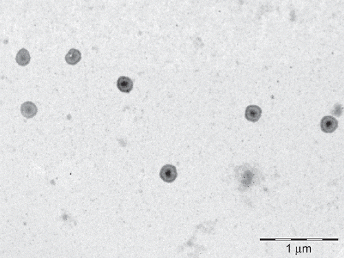 Figure 2.  TEM photograph of T-DSPE coupled liposomes (80,000).