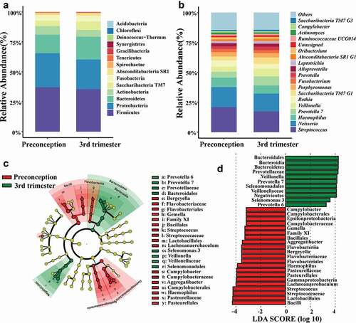 Figure 2. Distribution of the predominant bacteria at different taxonomic levels and the bacterial difference identified by LefSe analysis of the oral microbiota in preconception and the third trimester. (a) Relative abundance of the predominant oral microbiota at the phylum level, and (b) Relative abundance of the major oral microbiota (> 1%) at the genus level in both preconception and the third trimester. (c) A cladogram for taxonomic representation performed by LefSe analysis showing distinct bacterial taxa between the two periods. Red indicates enrichment in the preconception samples, and green indicates the taxa enriched in the third trimester samples. The diameter of each circle is proportional to the taxon’s abundance. (d) A histogram of the linear discriminant analysis (LDA) scores performed by LefSe analysis representing significant differences in the abundance of the bacterial taxa between the two periods.