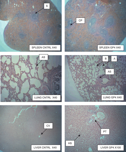 Figure 3.  Gross and histologic pathology.