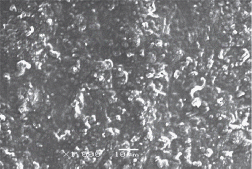 Figure 8. SEM of Pt/Polypyrrole-Polyaniline-cholesterole oxidase-glutaraldehyde-albumin.