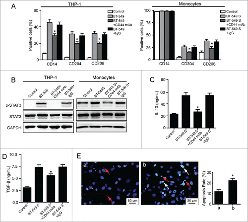 Figure 6. Involvement of HA–CD44 interaction in the formation of M2 macrophages. (A) Flow cytometry analysis showing expression levels of CD14, CD204, and CD206 in THP-1 cells and monocytes. (B) Western blot analysis of STAT3 phosphorylation levels of THP-1 cells and monocytes. (C, D) Levels of IL-10 and TGF-β secreted by monocytes were measured by ELISA assay. Graphs represent the mean ± s.d. from three independent experiments. (E) Apoptosis of BT-549 cells induced by monocytes. (a) BT-549 cells co-cultured with monocytes which were pretreated with non-immune IgG (10 µg/mL) and cultured in 50% BT-549 supernatant for 72 h. (b) BT-549 cells co-cultured with monocytes which were pretreated with anti-CD44 mAb (10 µg/mL) and cultured in 50% BT-549 supernatant for 72 h. The data represented are shown as mean ± s.d. from three independent experiments. *p <0.05 (* VS BT-549+IgG or BT-549S+IgG).