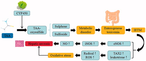 Figure 5. TAA-induced liver injury. TAA trigger the continuous development of hepatocyte injury by inducing cell stress via inflammation, metabolic disorder, enterogenous toxicemia, and oxidative stress, resulting in hepatic necrosis, apoptosis, and liver injury. CYP450: cytochrome P450; IETM: intestinal endotoxemia; iNOS: inducible nitric oxide synthase; eNOS: endothelial nitric oxide synthase; TXA2: thromboxane A2; ROS: reactive oxygen species.