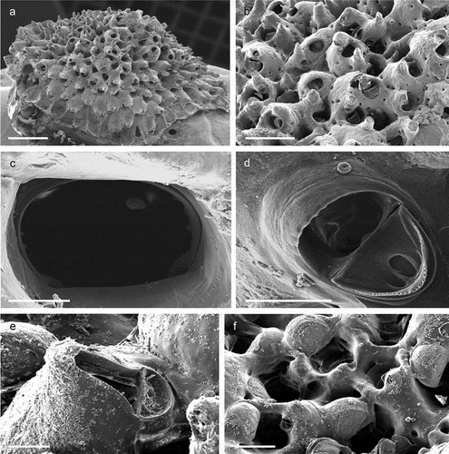 Figure 45. Dentiporella sardonica. (a) Colony. (b) Zooids. (c) Orifice. (d) Adventitious avicularium. (e) Interzooidal avicularium. (f) Maternal zooids. Scales: (a) 1 mm; (b) 500 µm; (c, d) 50 µm; (e) 100 µm; (f) 200 µm.