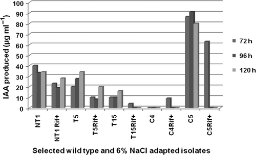 Figure 1.  Indole acetic acid (IAA) production by selected wild type and rifampicin tagged NaCl adapted cultures in the presence of 6% NaCl concentration. Results showed significant difference at 1% level.